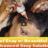 How To Cover Your Grays With Clairol Beautiful Collection 2A & 6G !